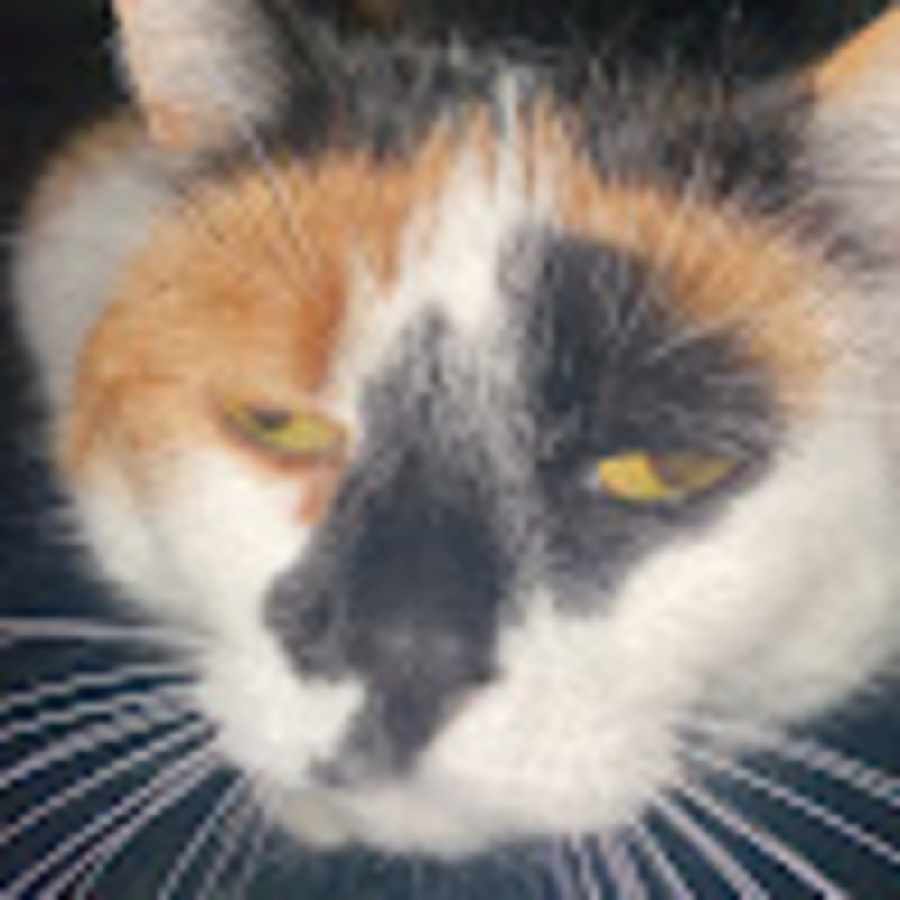 Meet your Posher, Madolyn
